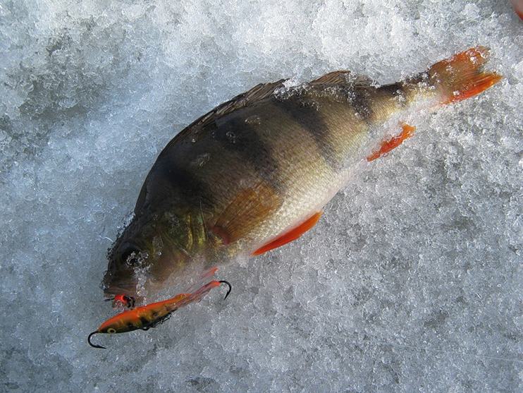 Фотоотчет и статья о тонкостях рыбалки с балансирами Aqua.