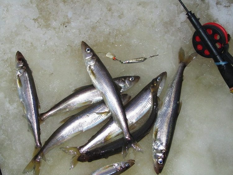 Лов на зимние блесны AQUA морской рыбы. Статья о рыбалке. Корюшка.