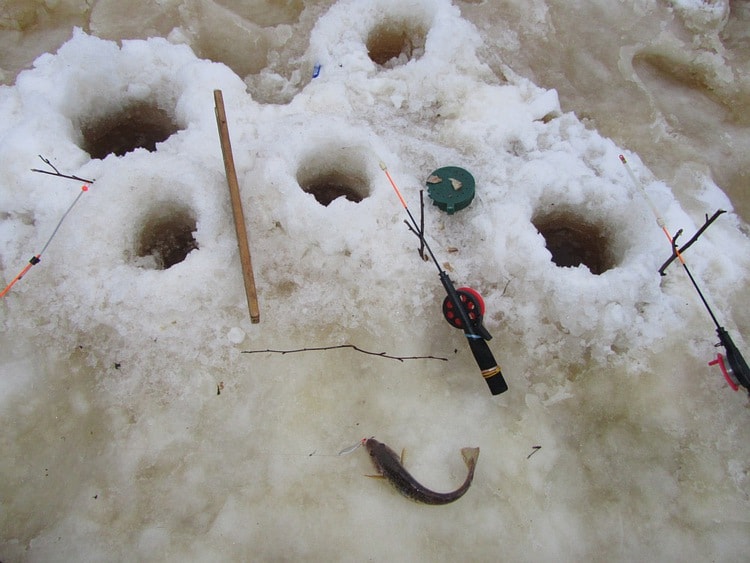 Лов на зимние блесны AQUA морской рыбы. Статья о рыбалке. Навага.