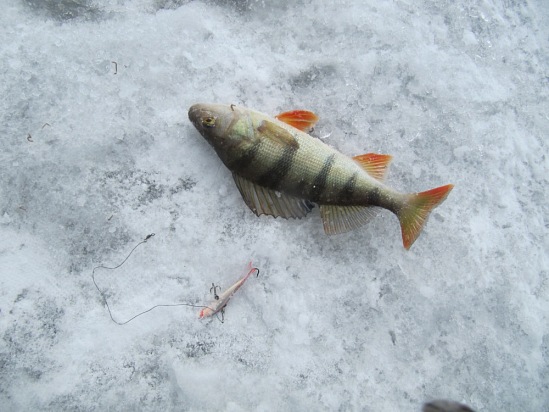 Балансир для зимней рыбалки Минога
