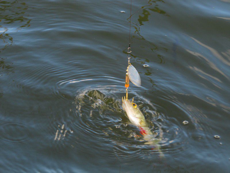 Обзор рыболовных приманок на окуня и щуку