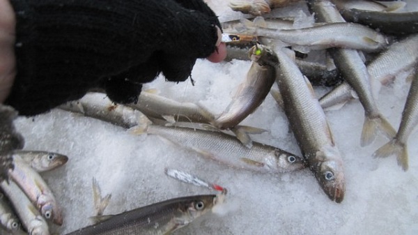 Зимняя блесна на окуня. Отчет о рыбалке. Топ-10 от Александра Северного.