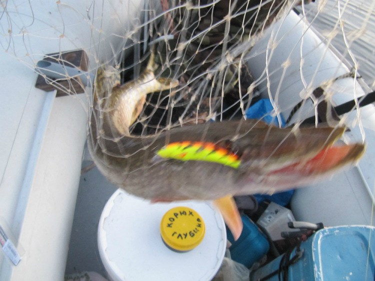 Осенняя трофейная рыбалка на воблеры AQUA. Статья о ловле щуки на воблеры.