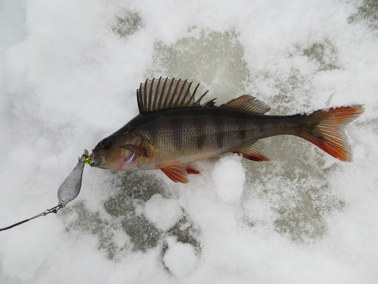 Зимняя рыбалка с блеснами AQUA Русалка и AQUA Блик