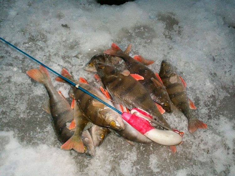 Фотоотчет о последней в уходящем году зимней рыбалке на Ладоге