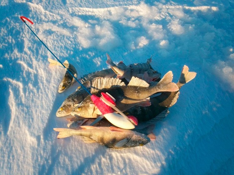 Статья о зимней рыбалке на Ладоге с балансирами Aqua