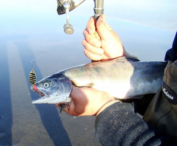 Фотоотчет о рыбалке на блесна вертушки