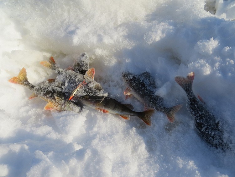 Фотоотчет о зимней рыбалке в Пинежье с балансирами Aqua