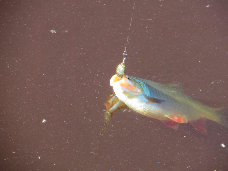 Фотоотчет о летней рыбалке с блеснами AQUA