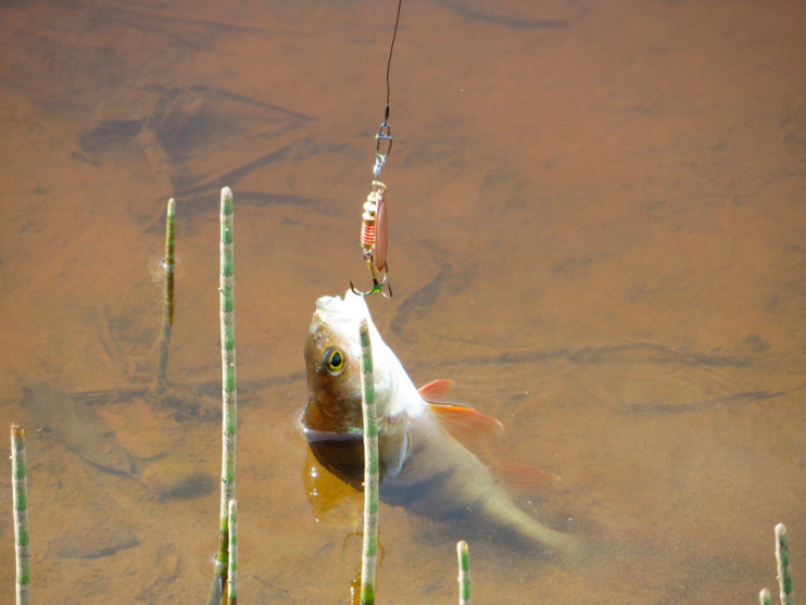 Фотоотчет о летней рыбалке с блеснами AQUA