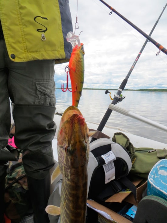 Летняя рыбалка на Двине со снастями фирмы AQUA