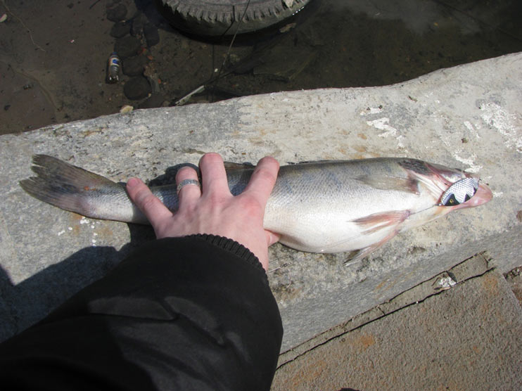 Рыбалка на бережковской набережной - отличное место для любителей рыбной ловли