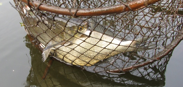 Фотоотчет о рыбалке на озере Селигер с приманками Аква.