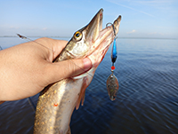 Рыбалка без улова? Вертушка AQUA Fish Shell исправит ситуацию!