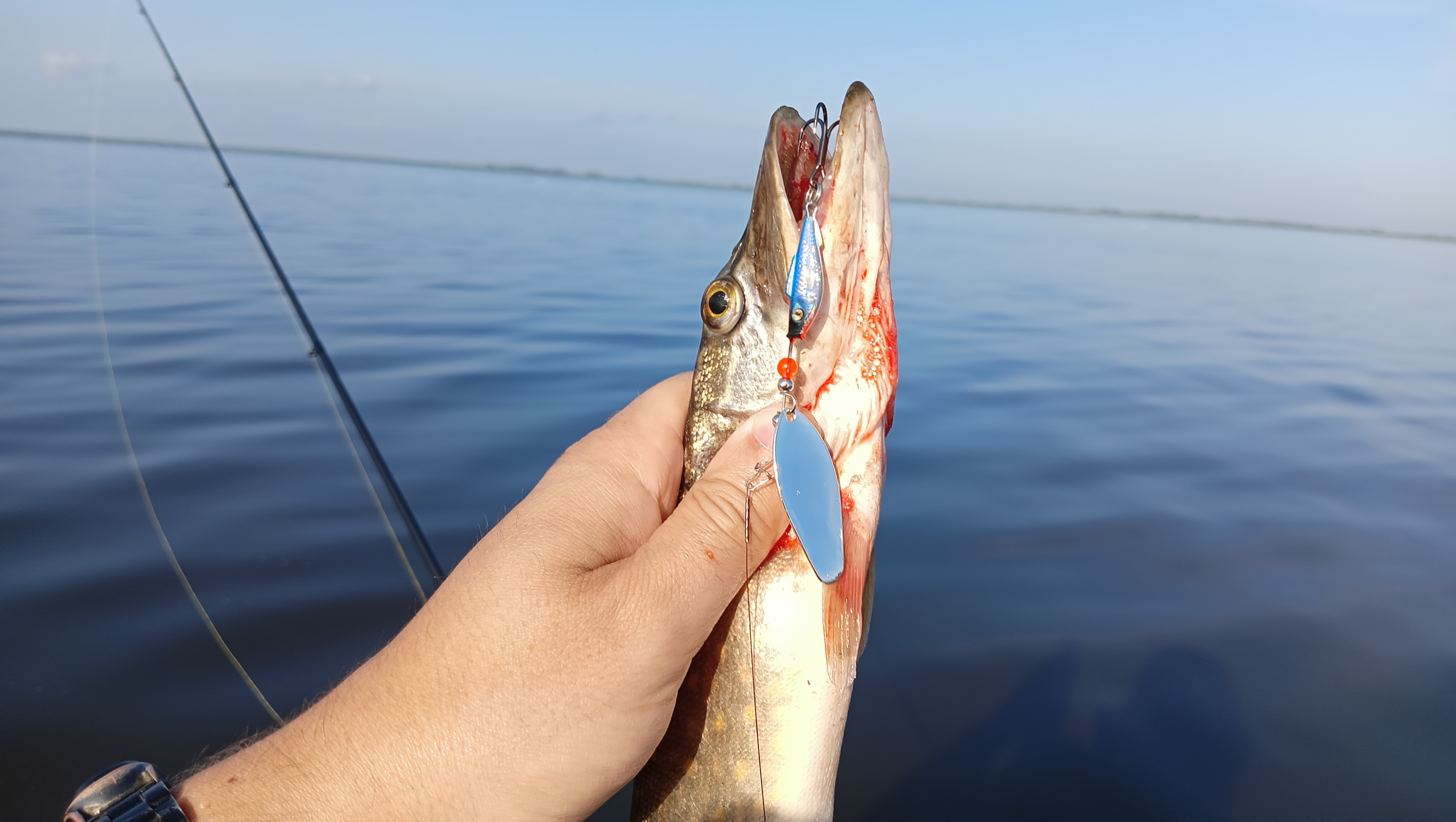 blesna-vertushka-aqua-shell