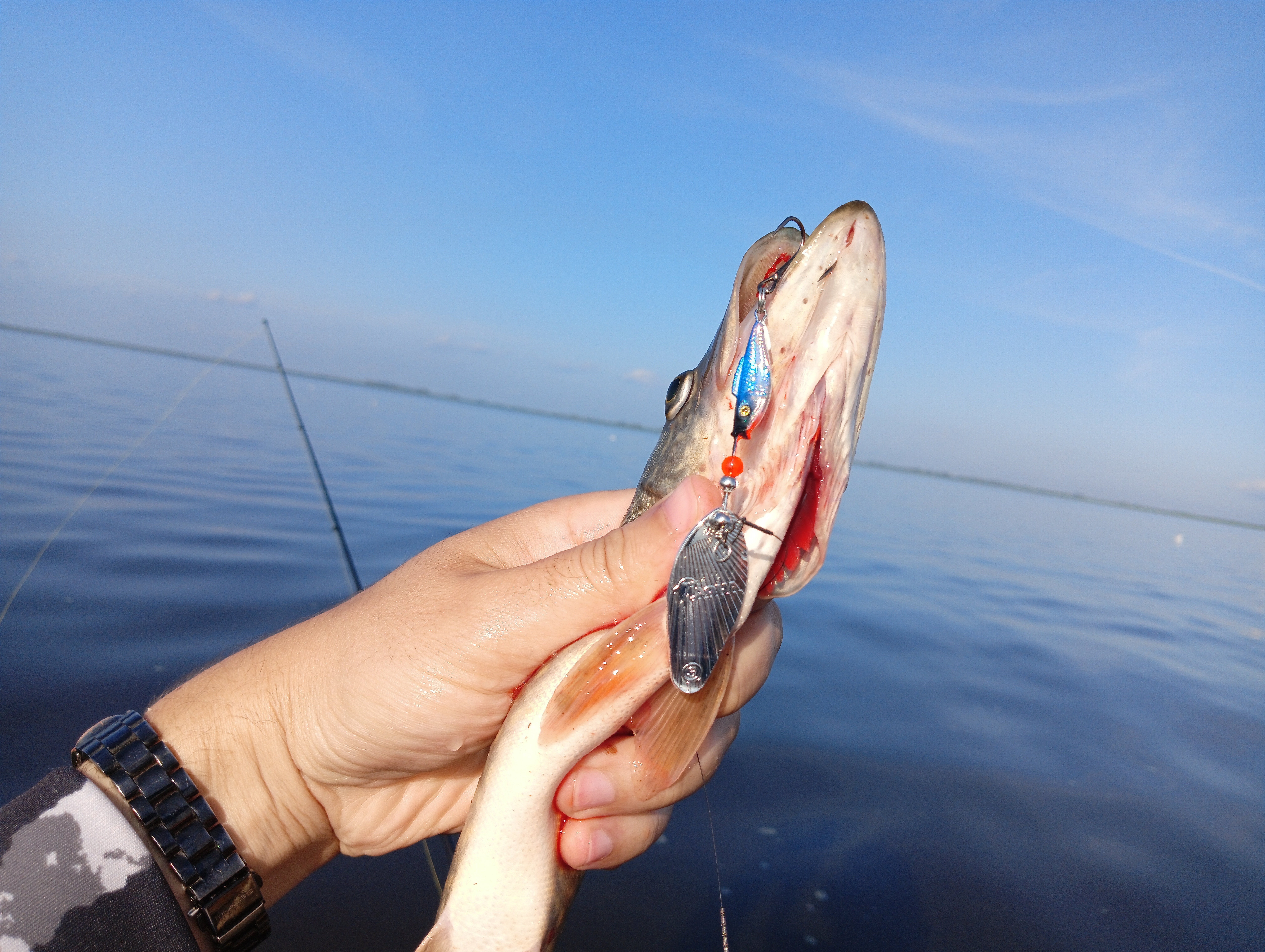 blesna-vertushka-aqua-shell