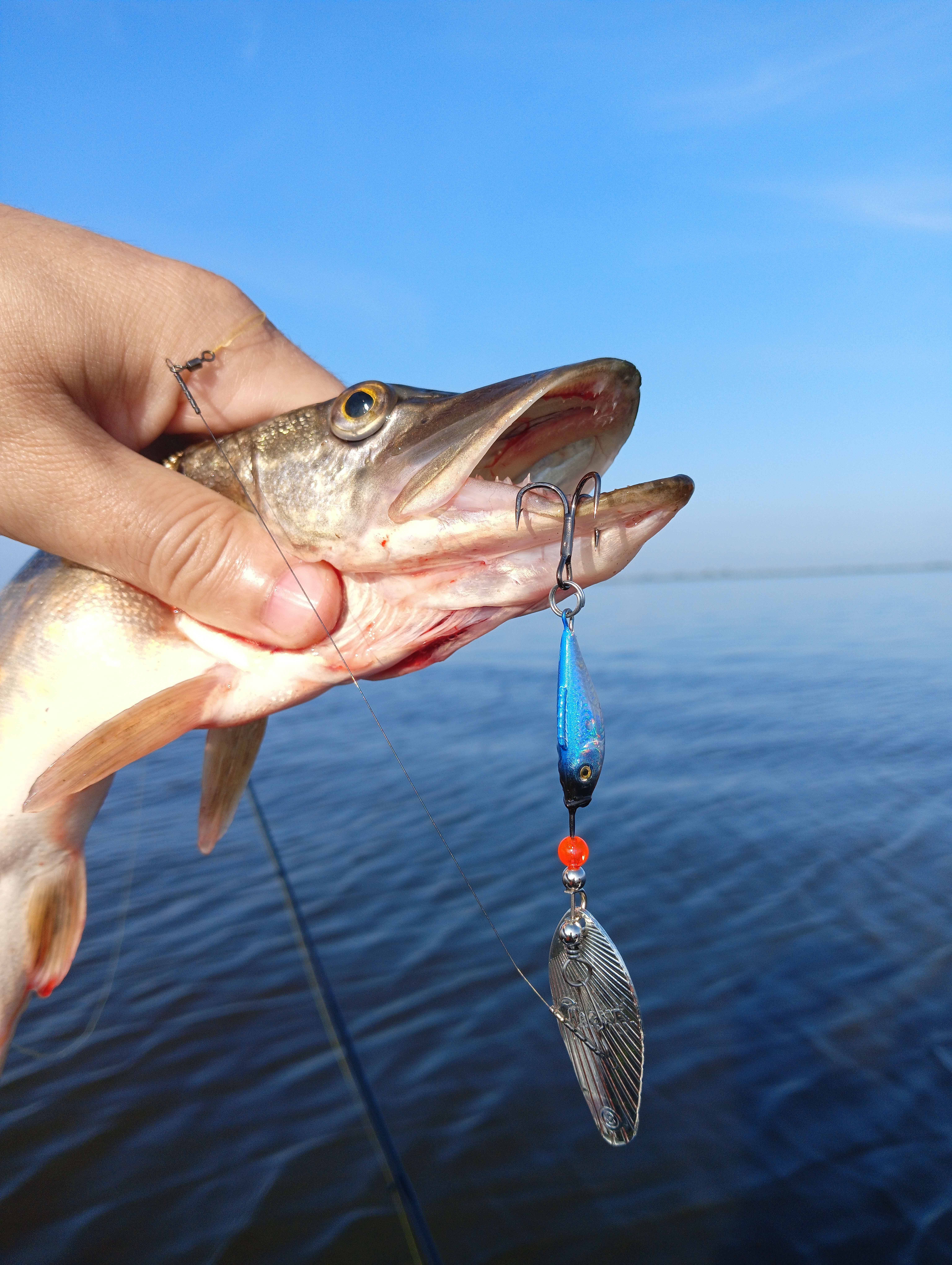 blesna-vertushka-aqua-shell