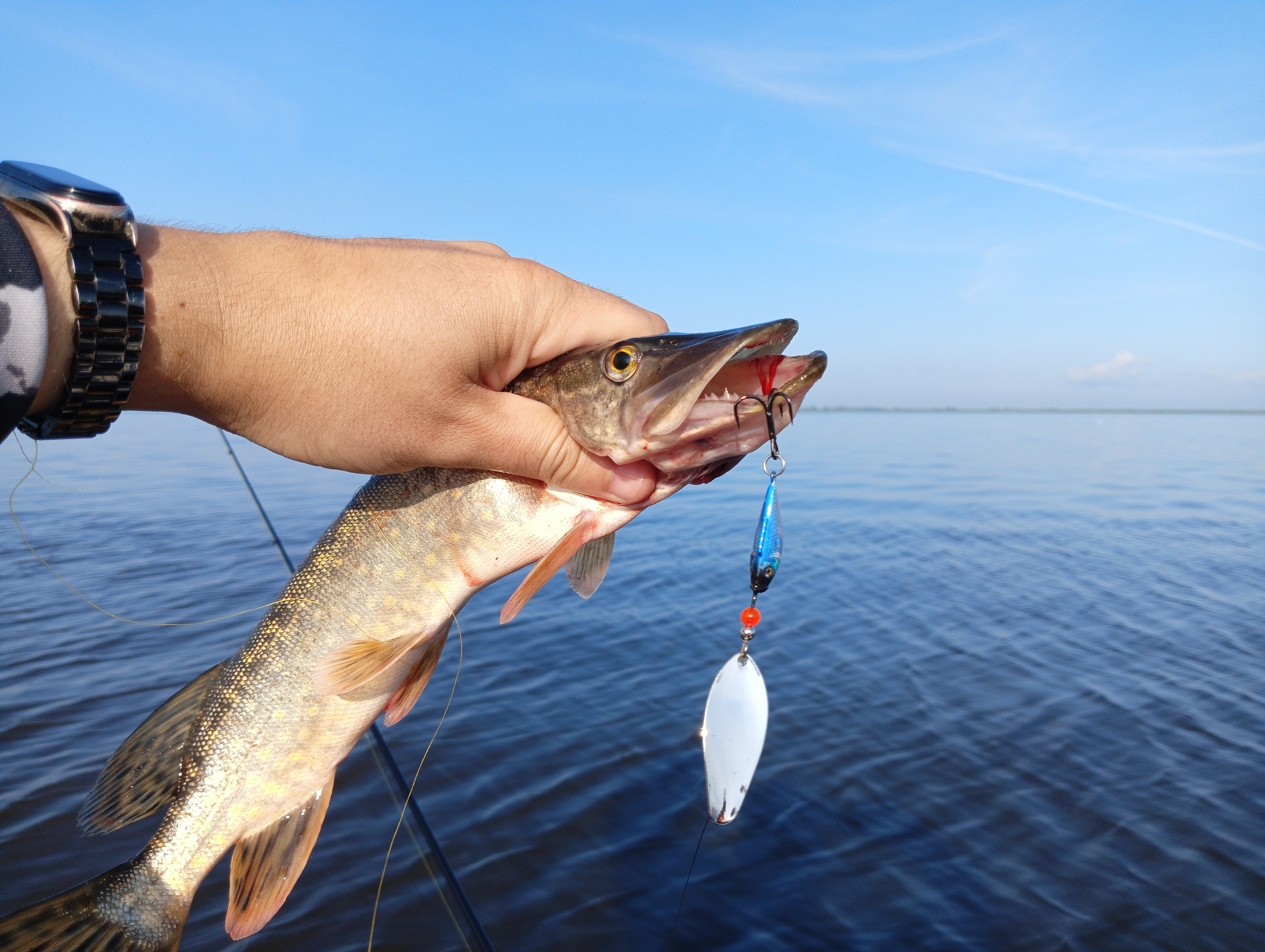 blesna-vertushka-aqua-shell