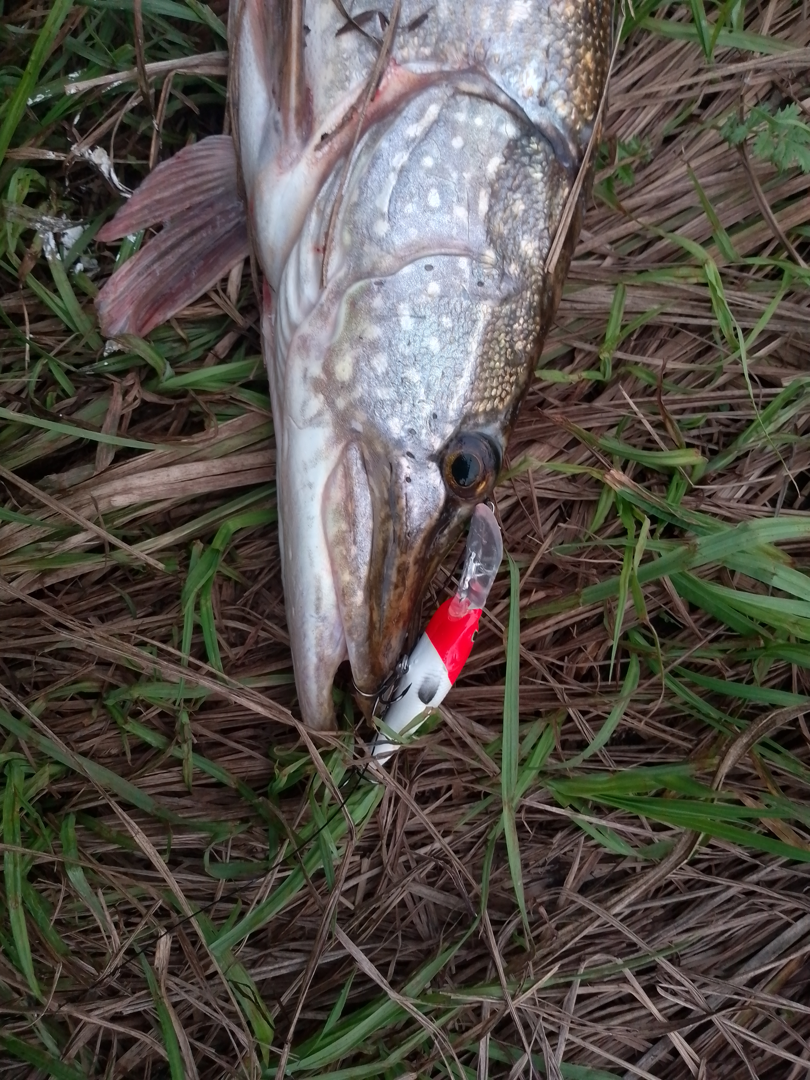 vobler-aqua-tango-dr