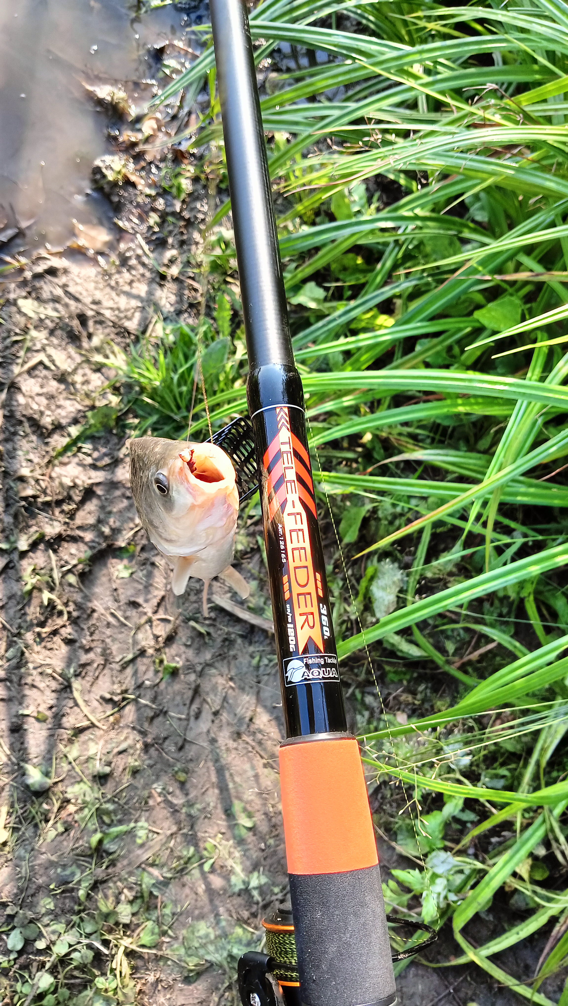 roods-aqua-tele-feder