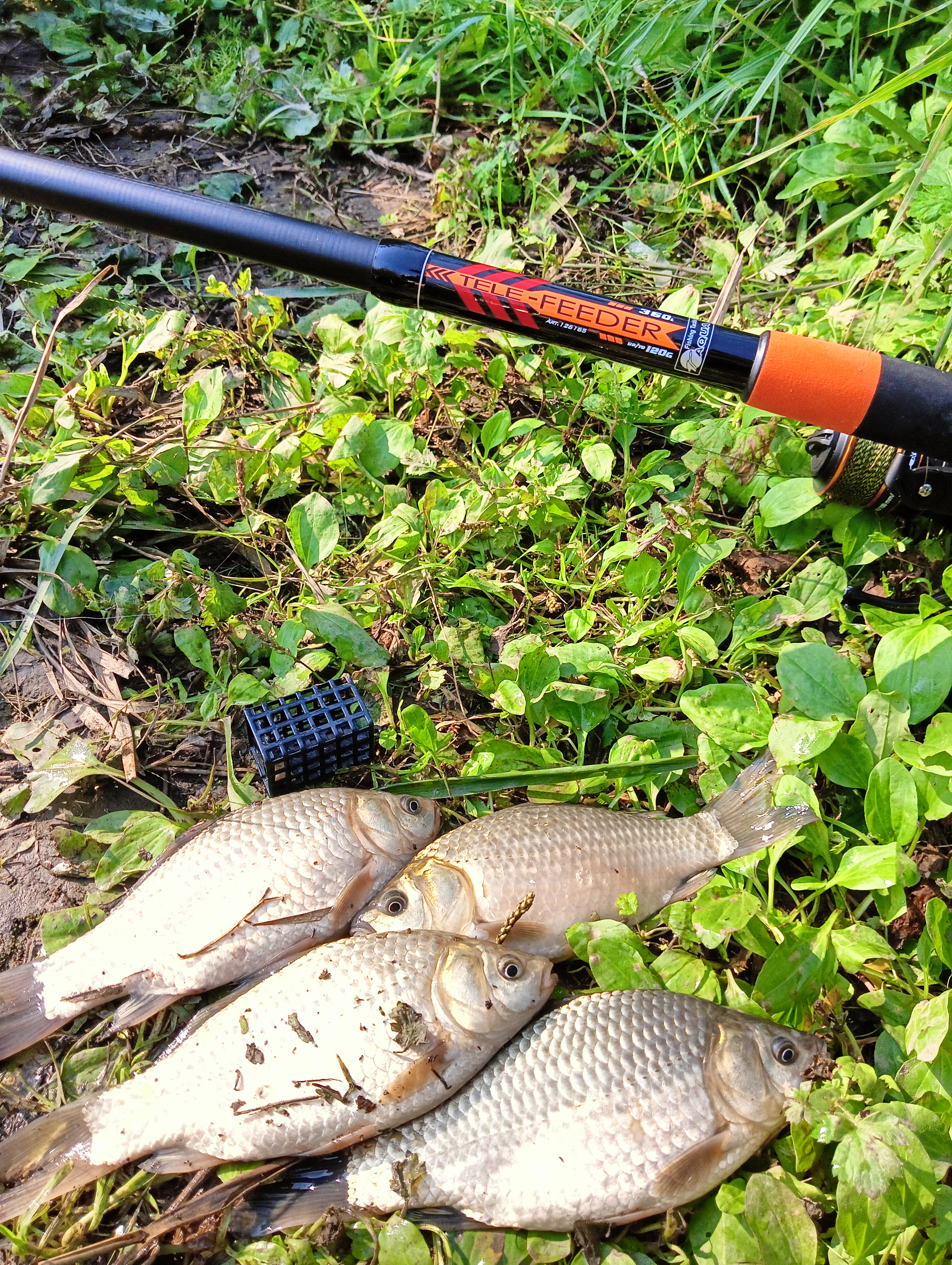 roods-aqua-tele-feder