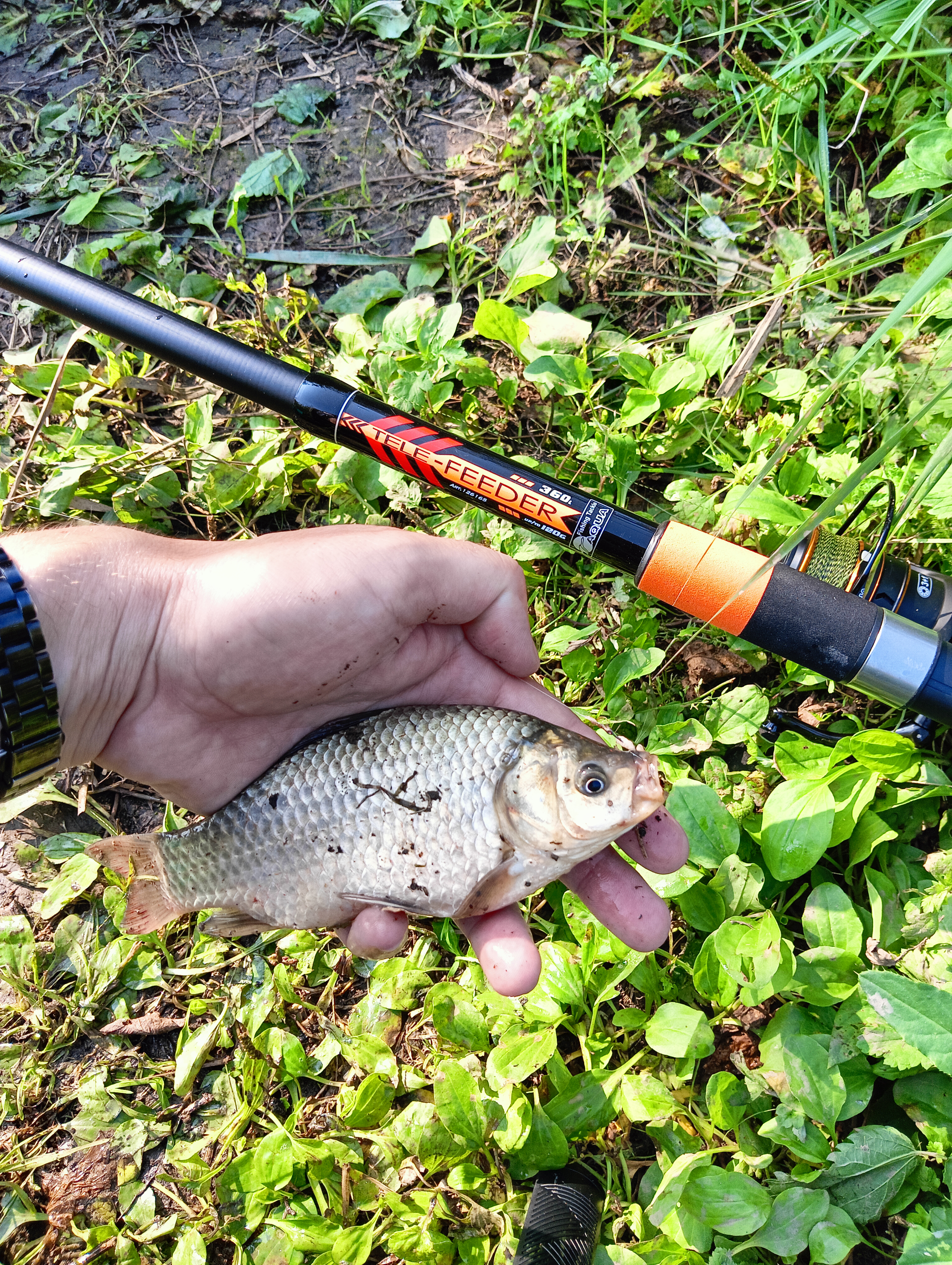 roods-aqua-tele-feder