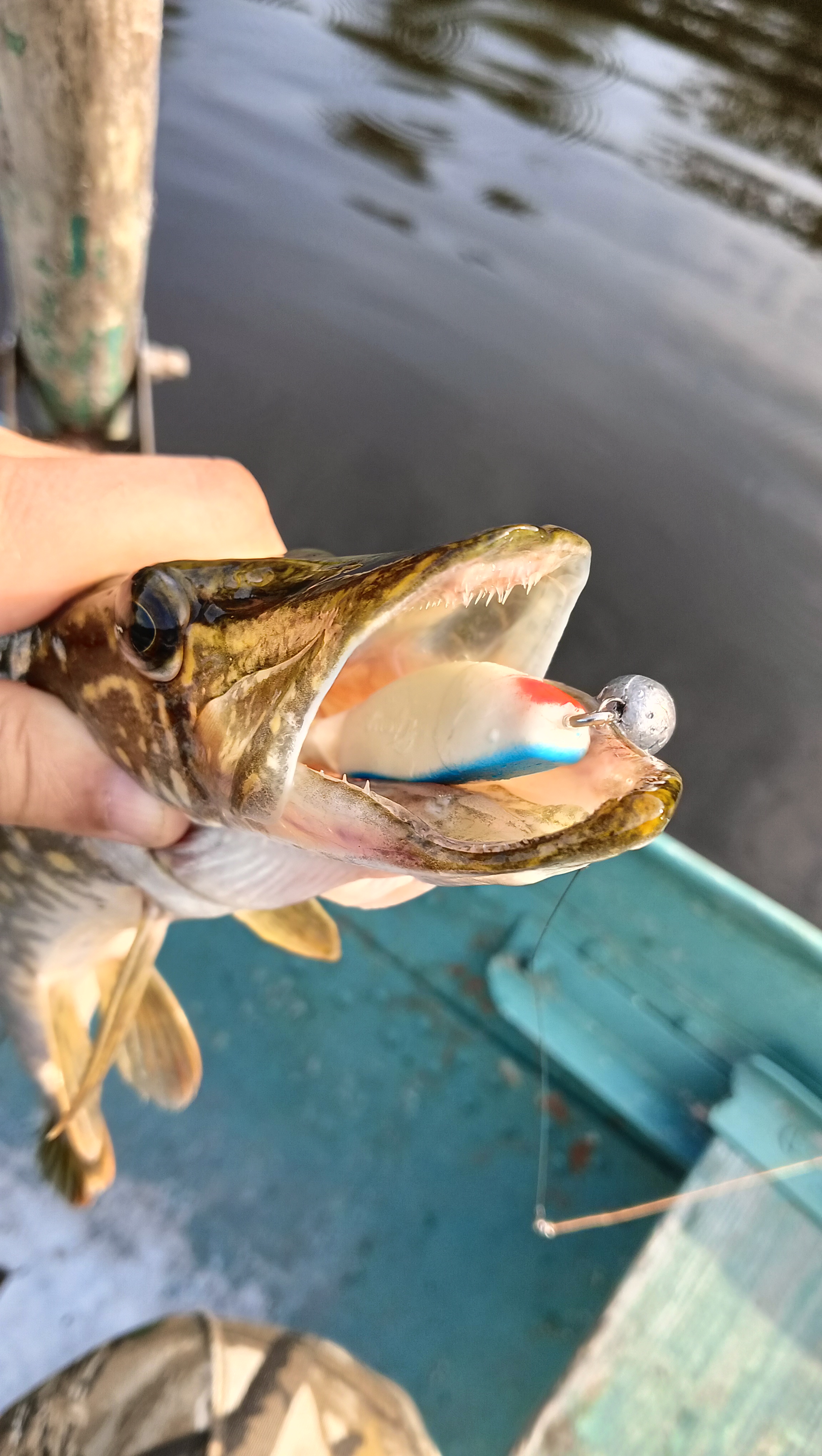 silicon-baits-aqua-flat