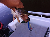 Воблер AQUA Kloss: проверенная временем классика