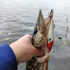 Обзор воблера AQUA M-3 new