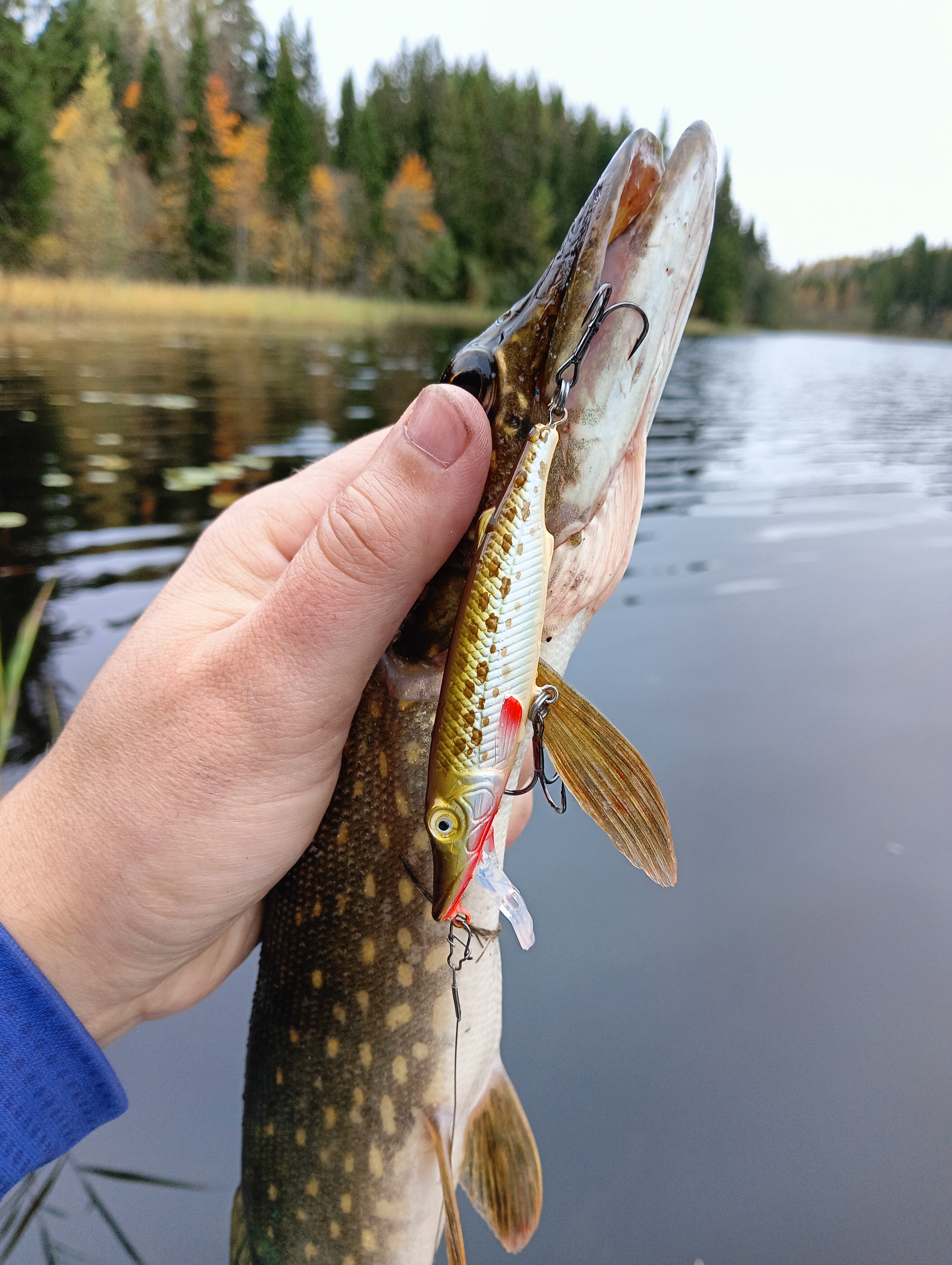 obzor-voblera-aqua-schuka