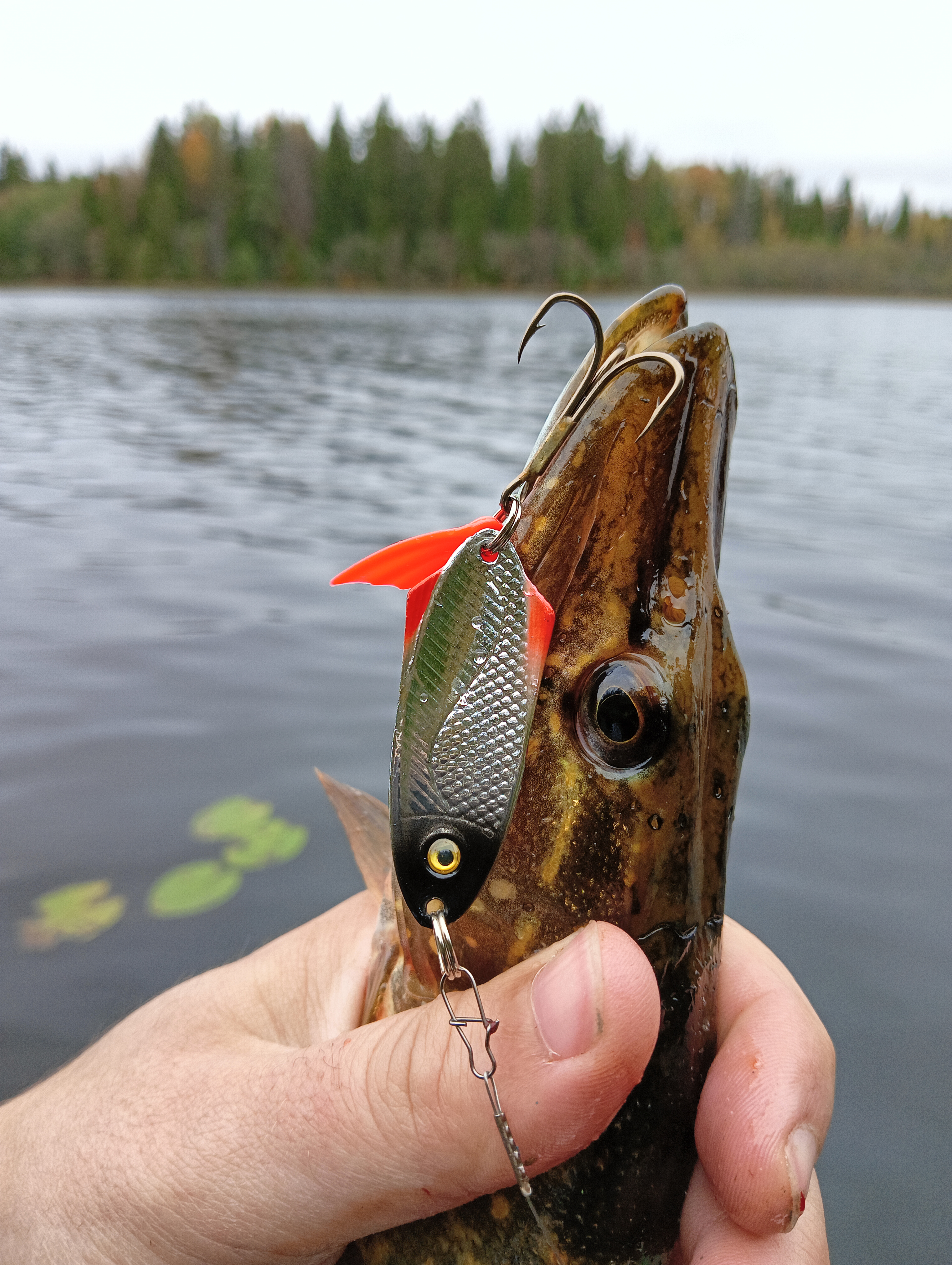 obzor-blesni-aqua-nord-cast