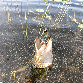 Охота на щуку со Шмелём: рыбалка с блесной на озер
