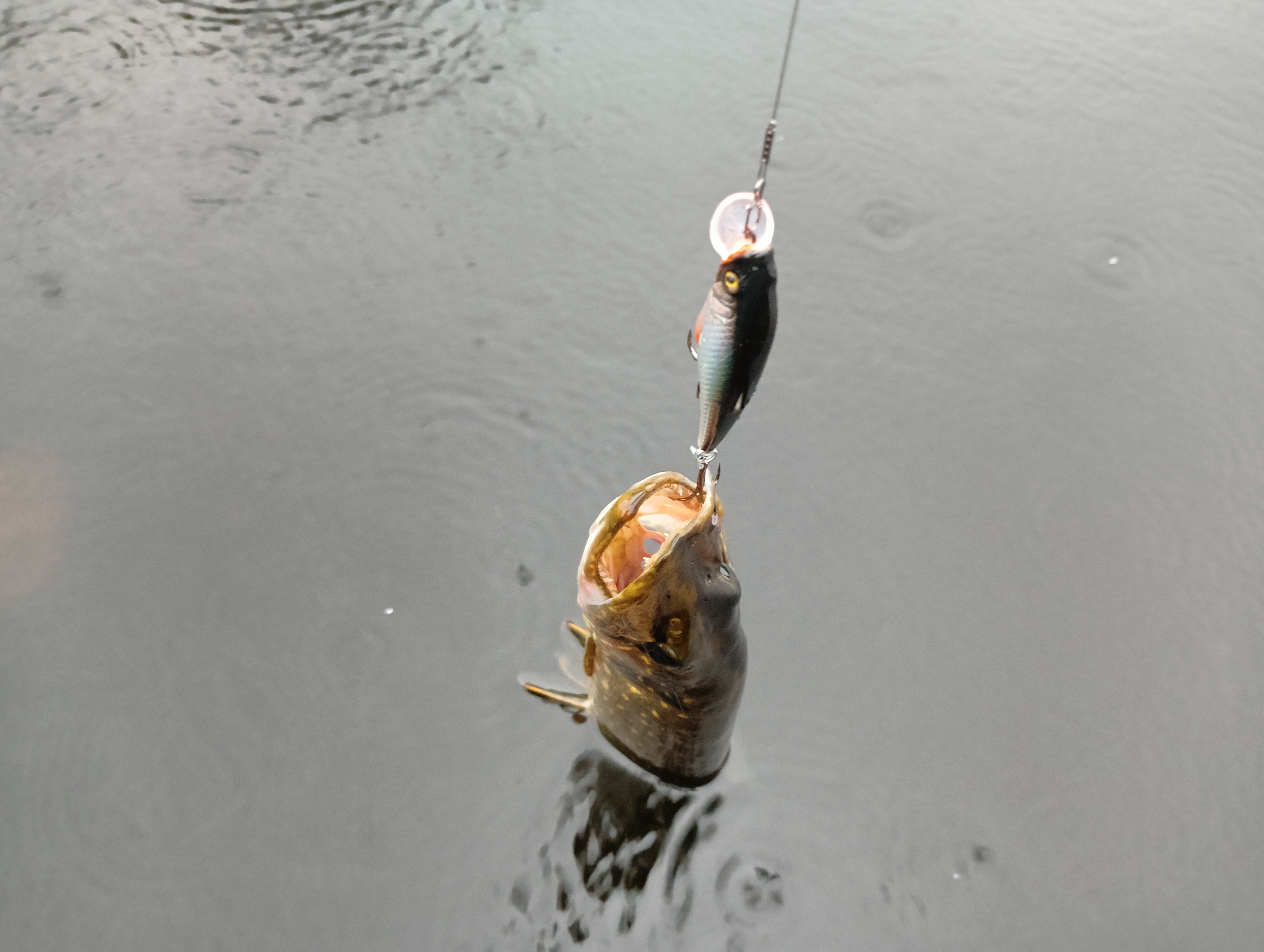 wobbler-aqua-kloss-and-two-pikes-fishing-against-the-forecast