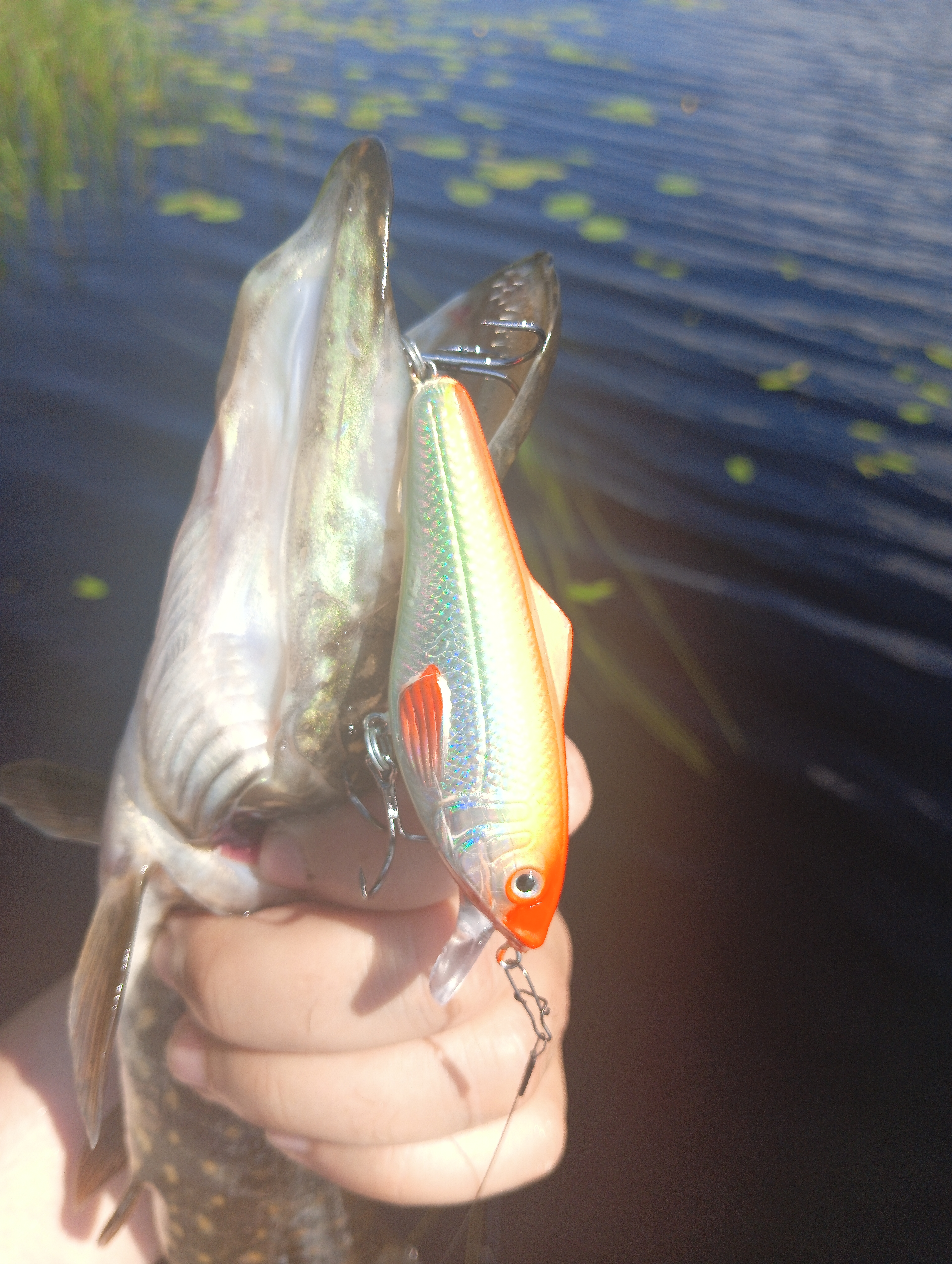 vobler-i-taktika-kak-ugovorit-shchuku-na-poklevku vobler-i-taktika-kak-ugovorit-shchuku-na-poklevku