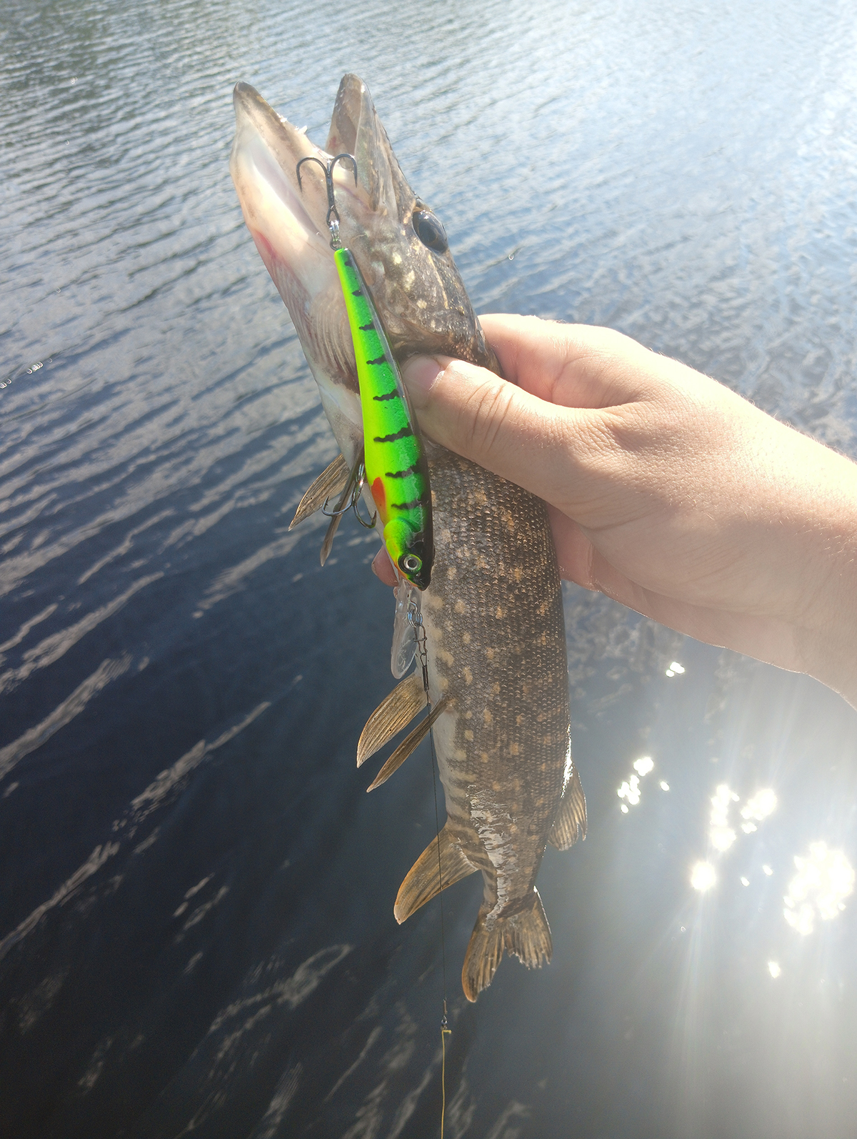 shchuki-na-ravnomernoy-ispitaniya-voblera-aqua-pan-v-zharkiy-den shchuki-na-ravnomernoy-ispitaniya-voblera-aqua-pan-v-zharkiy-den