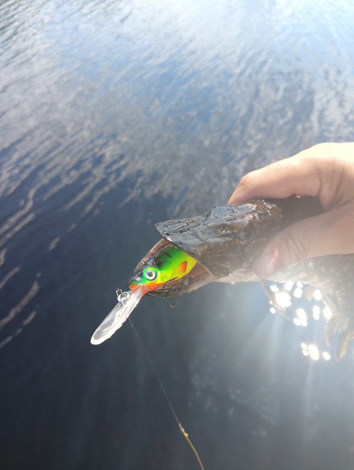 shchuki-na-ravnomernoy-ispitaniya-voblera-aqua-pan-v-zharkiy-den shchuki-na-ravnomernoy-ispitaniya-voblera-aqua-pan-v-zharkiy-den