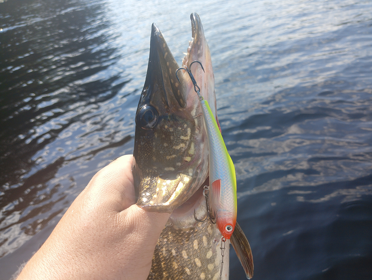 rivkovaya-provodka-protiv-somnevayushcheysya-shchuki-opit-s-voblerom-aqua-tantsortxt