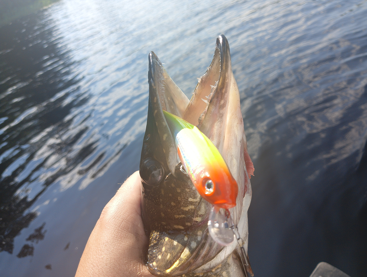 rivkovaya-provodka-protiv-somnevayushcheysya-shchuki-opit-s-voblerom-aqua-tantsortxt