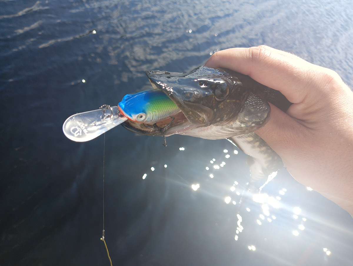 shchuka-na-glubokovodniy-krenk-praktika-s-voblerom-aqua-tolstyak shchuka-na-glubokovodniy-krenk-praktika-s-voblerom-aqua-tolstyak