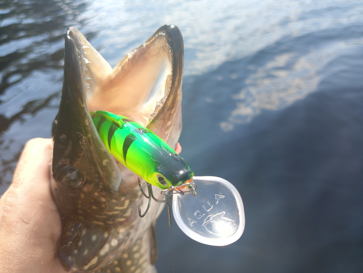 poisk-i-lovlya-shchuki-dva-ulova-na-vobler-aqua-leshiy poisk-i-lovlya-shchuki-dva-ulova-na-vobler-aqua-leshiy