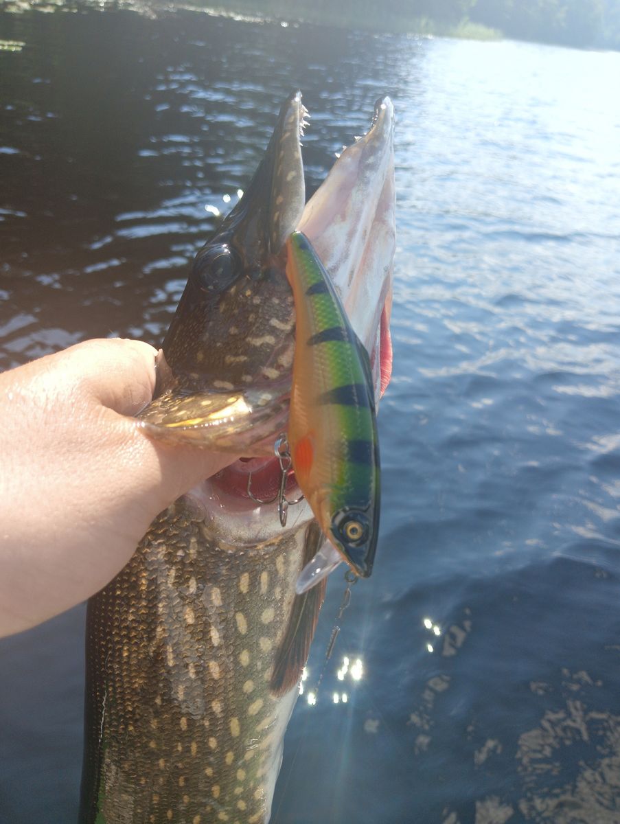 vobler-aqua-gu‑ga-protiv-kapriznoy-shchuki-kto-kogo