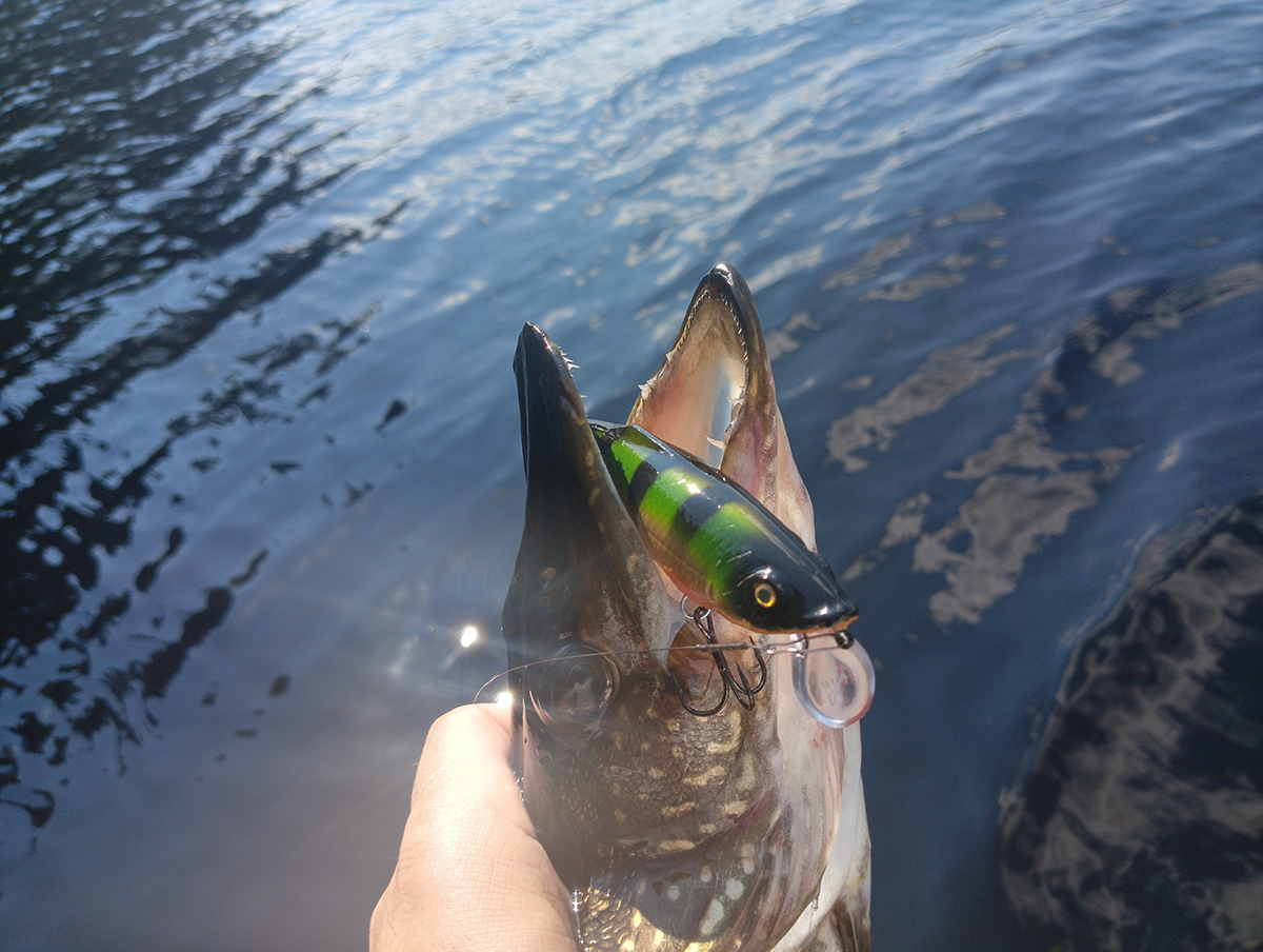 vobler-aqua-gu‑ga-protiv-kapriznoy-shchuki-kto-kogo