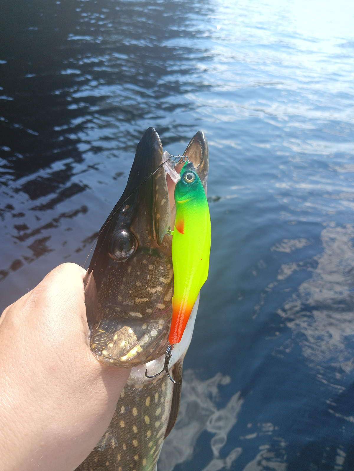 animatsiya-primanki-i-poklevka-kak-ya-razlovil-plut-sr