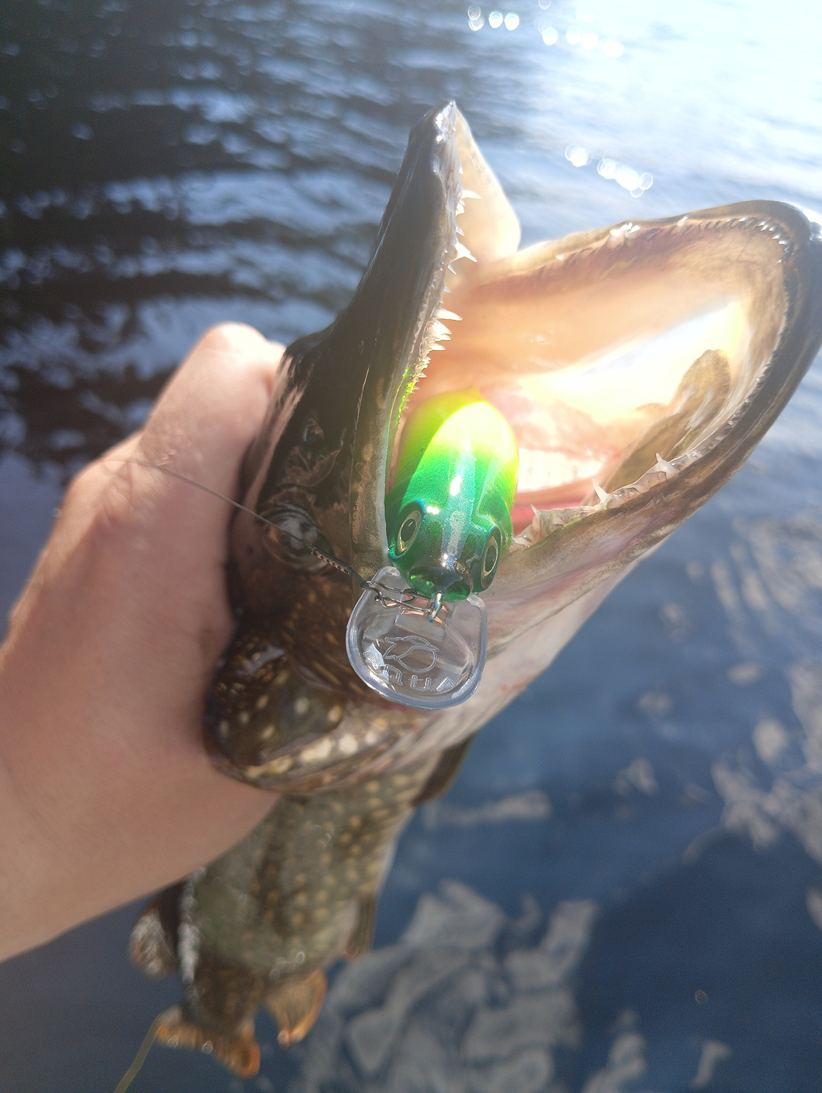 animatsiya-primanki-i-poklevka-kak-ya-razlovil-plut-sr