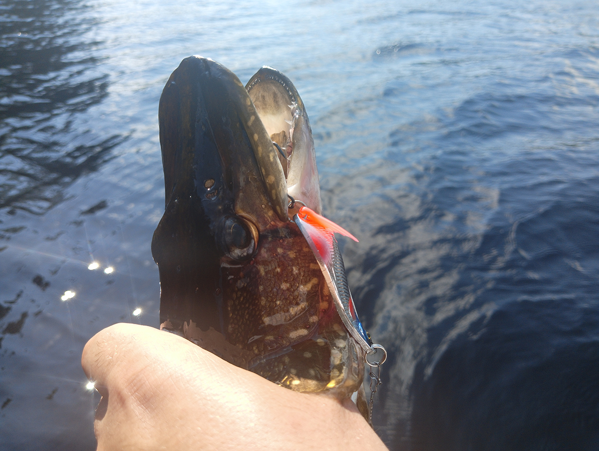 blesna-aqua-atom-m-primanka-kotoraya-rabotaet